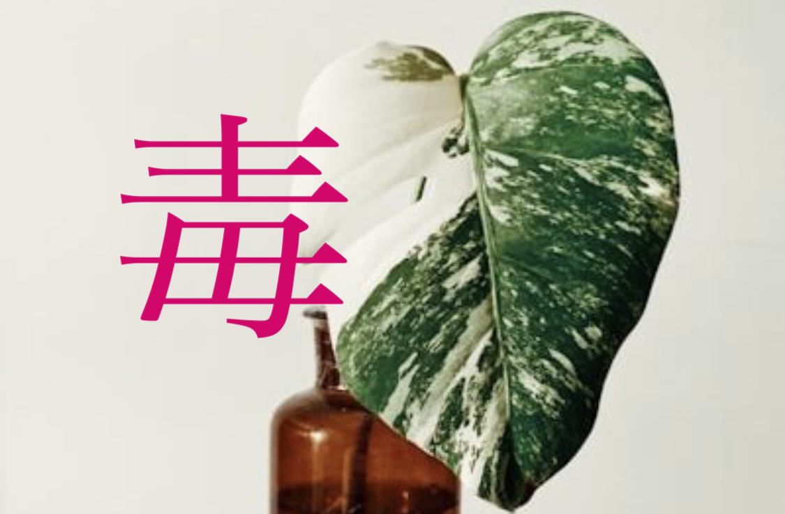 植物の「毒」について学ぶdayレッスン￼