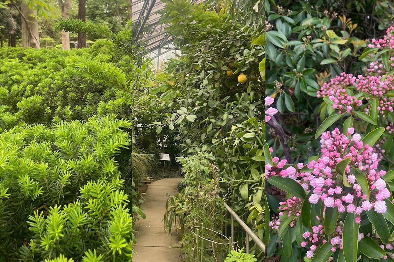 国立科学博物館 筑波実験植物園観察1dayレッスン￼